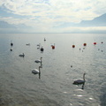2008 10-Lake Geneva Swans